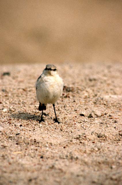 Wüstenspatz - desert bird