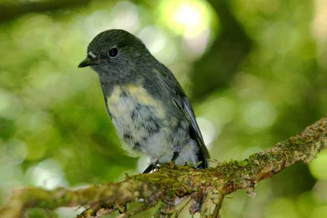 South Island Robin