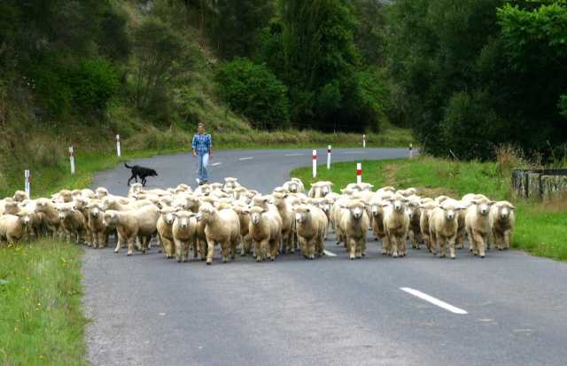 Schafe in NZ