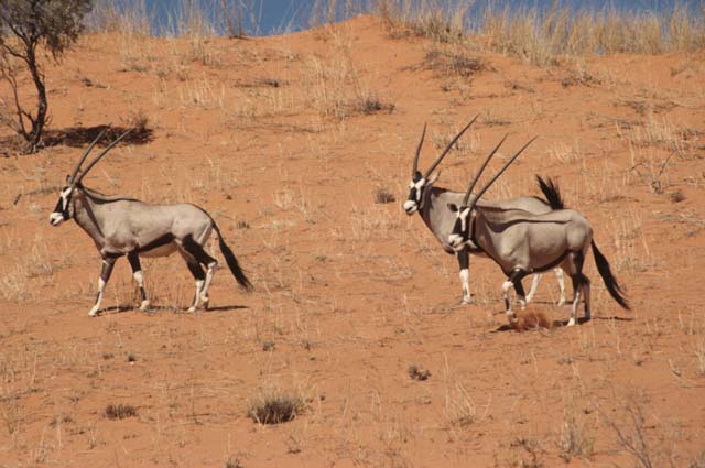 Oryx Kalahari